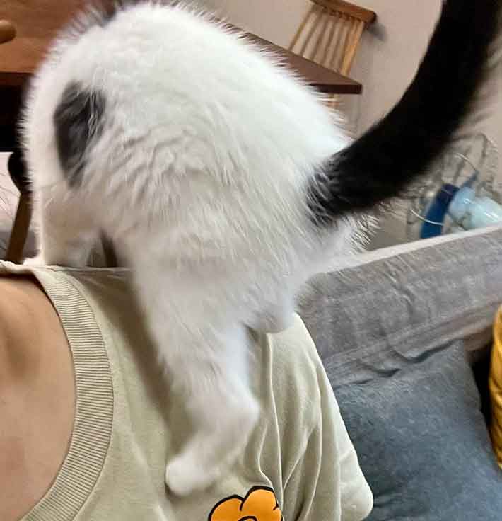 猫の写真