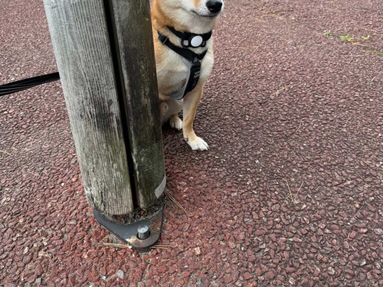 犬の写真