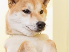 合コン中の飼い主さん　脇汗を即座にケアする『柴犬』がスゴい！