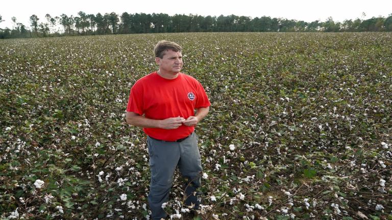 A farmer in a field of cotton after a storm