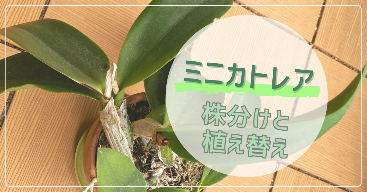 ミニカトレアの株分けと植え替え初心者