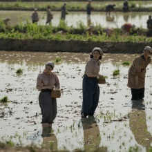 Sunja and Kyunghee work in a rice field.