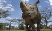 In quest to fend off looming extinction, researchers create rhino embryo in a lab