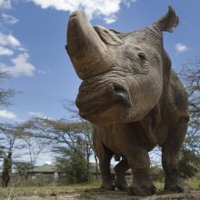 In quest to fend off looming extinction, researchers create rhino embryo in a lab