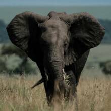 Trump administration nixes ban on hunted elephant tusks being carried into the U.S.