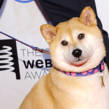 Even Dogecoin is rallying in this cryptocurrency boom