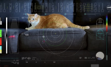 A video of an orange cat with NASA data overlaid.