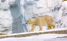 Here's 5 species to celebrate on International Polar Bear Day