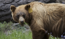 Yosemite launches online bear tracker