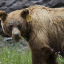 Yosemite launches online bear tracker