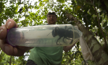 The world's largest bee has been rediscovered, and it's HUGE