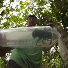 The world's largest bee has been rediscovered, and it's HUGE