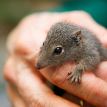 'Miles' the dibbler is cute, but he also marks a major breeding milestone