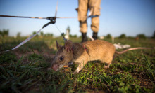 Giant rats could help fight wildlife smuggling in Africa