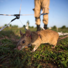 Giant rats could help fight wildlife smuggling in Africa