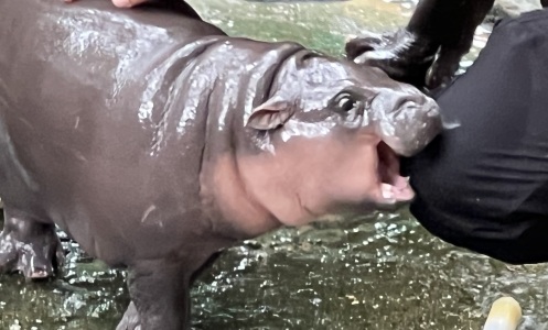 Moo Deng the hippo bites a person's knee