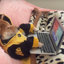 We are all Chiko, the Netflix-addicted dog