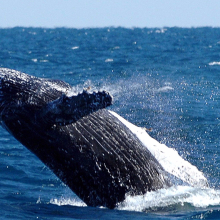 Scientists are now spotting whales from outer space using satellites