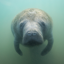 Why so many manatees are suddenly dying