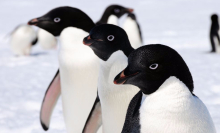 Antarctica has way more penguins than scientists thought, which is great, because penguins