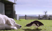 Heroic dog 'Oddball' dies after a long life, protecting tiny penguins