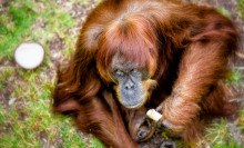 'World's oldest' orangutan is your new grumpy AF spirit animal