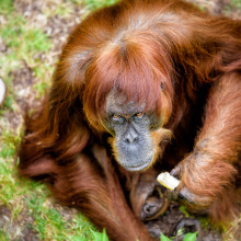 'World's oldest' orangutan is your new grumpy AF spirit animal