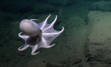 An octopus captured on camera during recent deep sea expedition.