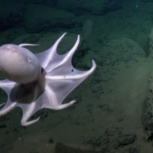 An octopus captured on camera during recent deep sea expedition.