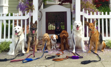 Dog walker somehow convinces all his pups to pose for a delightful photo series