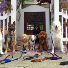 Dog walker somehow convinces all his pups to pose for a delightful photo series