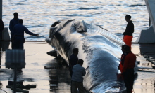 Iceland gets away with killing dozens of huge, endangered whales. Here's why.