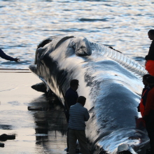 Iceland gets away with killing dozens of huge, endangered whales. Here's why.