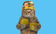 The only good thing to come out of Bitcoin is this stock-art cat