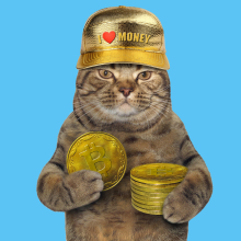 The only good thing to come out of Bitcoin is this stock-art cat