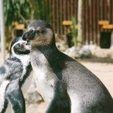 Unlucky-in-love penguin joins 'Plenty of Fish'