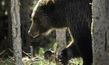 Hey, how about we helicopter grizzly bears into this remote National Park?