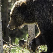 Hey, how about we helicopter grizzly bears into this remote National Park?