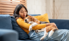 Adorable Beagle dog puppy sleeping on young female owner's shoulder. Attractive woman spend leisure time and petting on her pet animal that lying down with gentle and happiness in living room at home.