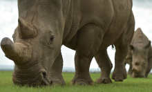 Rhino experts aren’t banking on unproven IVF technology to rescue threatened species