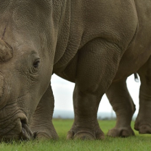 Rhino experts aren’t banking on unproven IVF technology to rescue threatened species