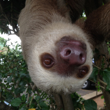 Taking selfies with sloths sounds cute, but you could be supporting poachers 