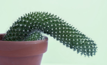 A phallic-looking cactus that's gone flaccid and limp. 