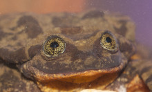 Wild, cosmic-eyed frog rediscovered in a far-off cloud forest