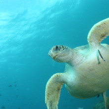 How much plastic does it take to kill a sea turtle?