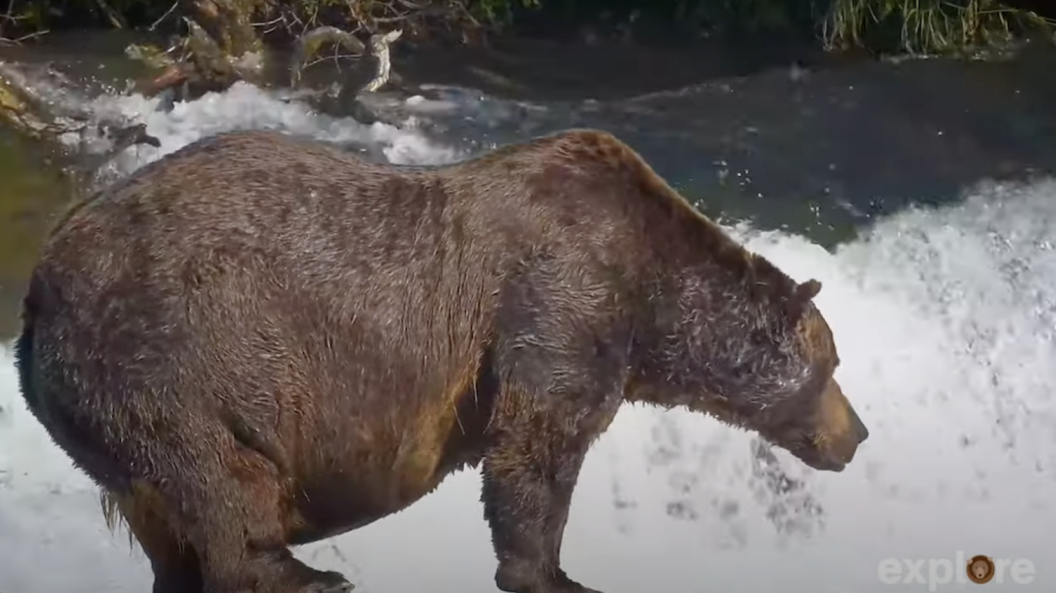 One of the most dominant bears of Katmai National Park and Preserve's Brooks River, Bear 32, "Chunk."