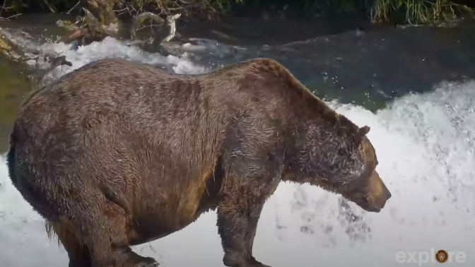 One of the most dominant bears of Katmai National Park and Preserve's Brooks River, Bear 32, "Chunk."