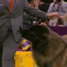 Treat thief steals the show at Westminster