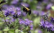 Hawaii's bees are now protected under U.S. Endangered Species Act