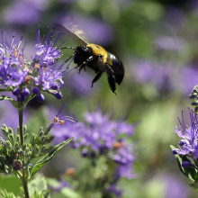 Hawaii's bees are now protected under U.S. Endangered Species Act